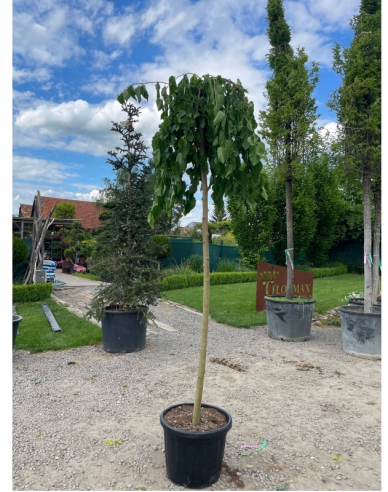 Moruša previslá biela (čierne plody)