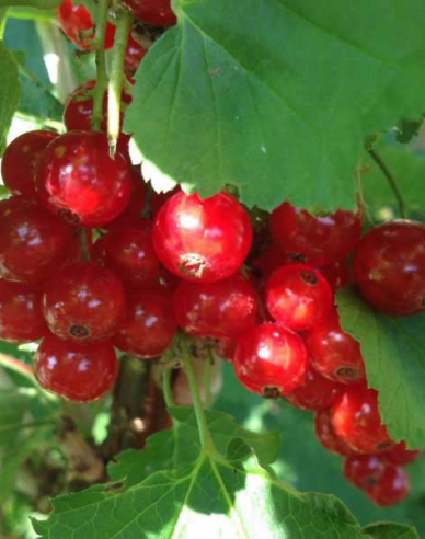 Ríbezľa červená ´Maraton´ stromčeková 2l