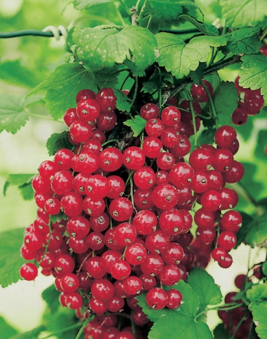 Ríbezľa červená ´Red Lake´ stromčeková, kont. 2l