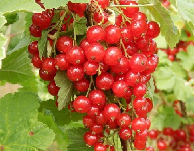 Ríbezľa červená ´Junifer´ Stromčeková