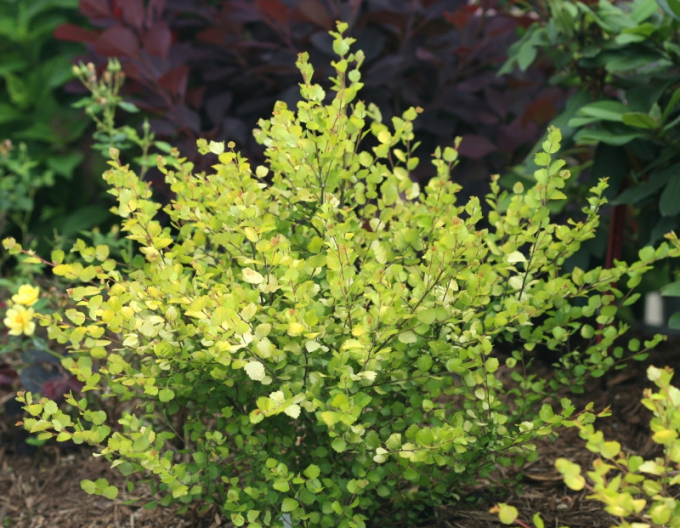 Breza ’Golden Treasure’