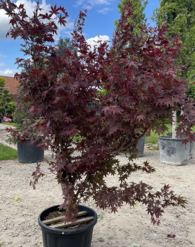 Javor  dlaňovitolistý ´Bloodgood´