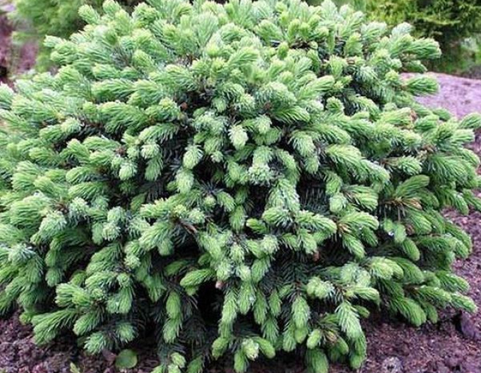 Smrek biely ´ECHINIFORMIS´