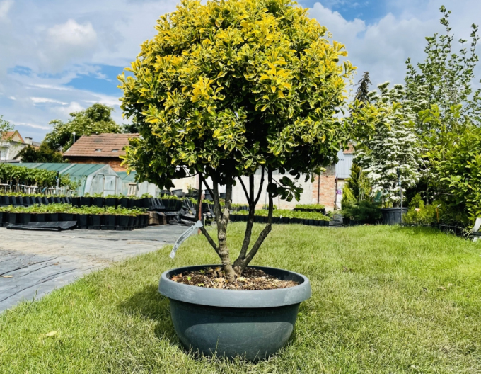 Bršlen japonský ´Aurea´