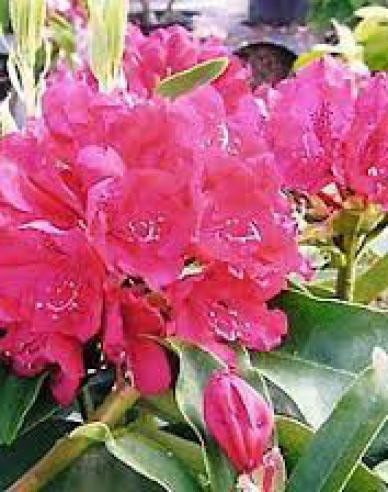 Rododendrón ´Souvenir of Anthony Waterer Rose´