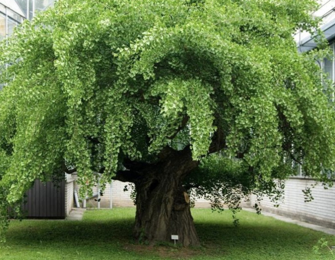 Ginko dvojlaločné ´Pendula´ na kmienku