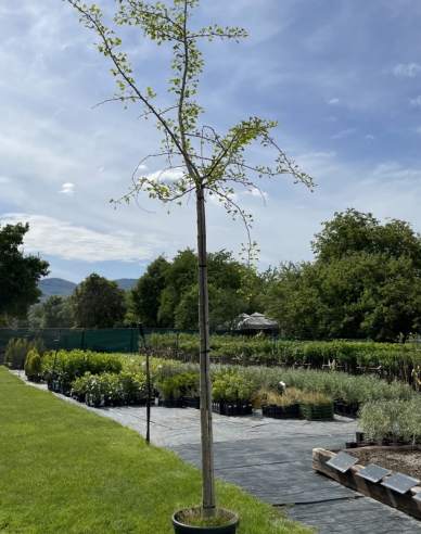 Ginko dvojlaločné ´Pendula´ na kmienku