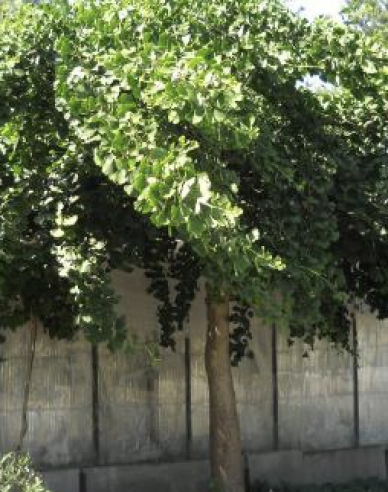 Ginko dvojlaločné ´Pendula´ na kmienku