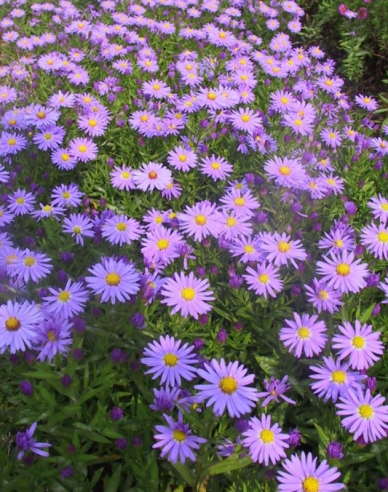 Astra ´Prof. Anton Kippenberg’´