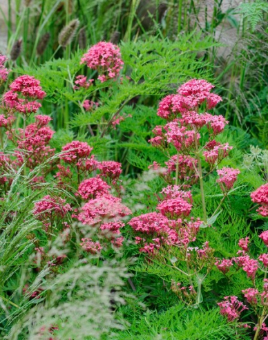 Centrant červený ’Coccineus’