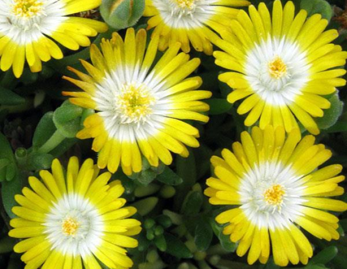 Delosperma ’Jewel of Desert Peridott´