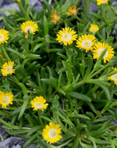 Delosperma ’Jewel of Desert Peridott´