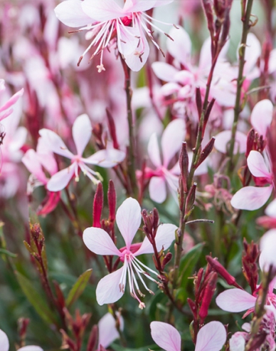 Gaura ’Graceful Pink’