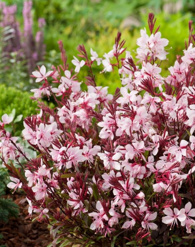 Gaura ’Graceful Pink’