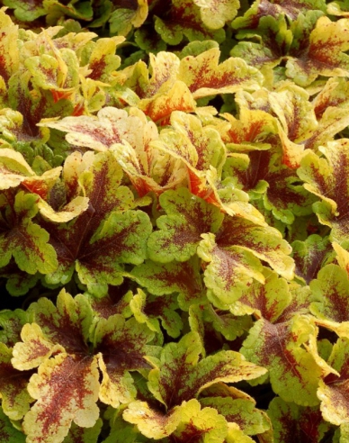 Heucherella ´Mojito´