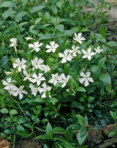 Zimozeleň ´Alba´