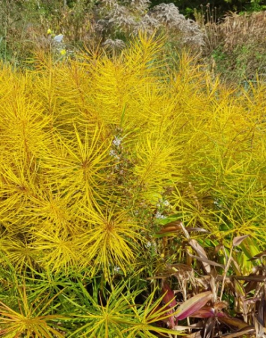 Amsonia Hubrichtova