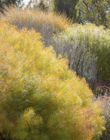 Amsonia Hubrichtova