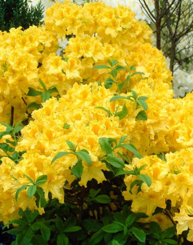 Azalka veľkokvetá ´Anneke´