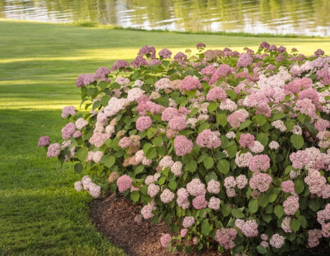 Hortenzia stromčekovitá "Pink Annabelle"