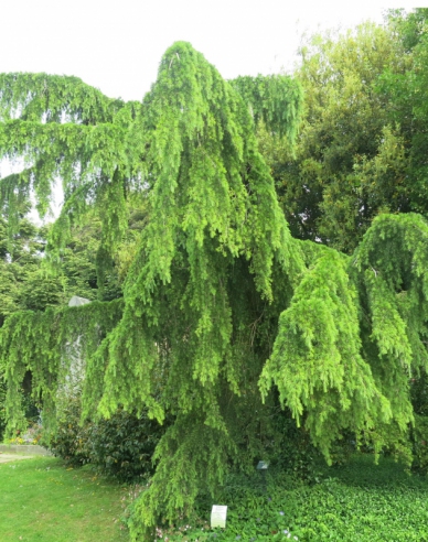 Céder himalájsky ´Pendula´