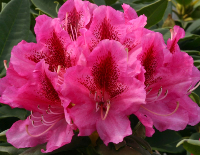 Rododendrón ´Cosmopolitan´