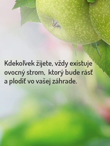 Ovocné stromy - Stromo.sk